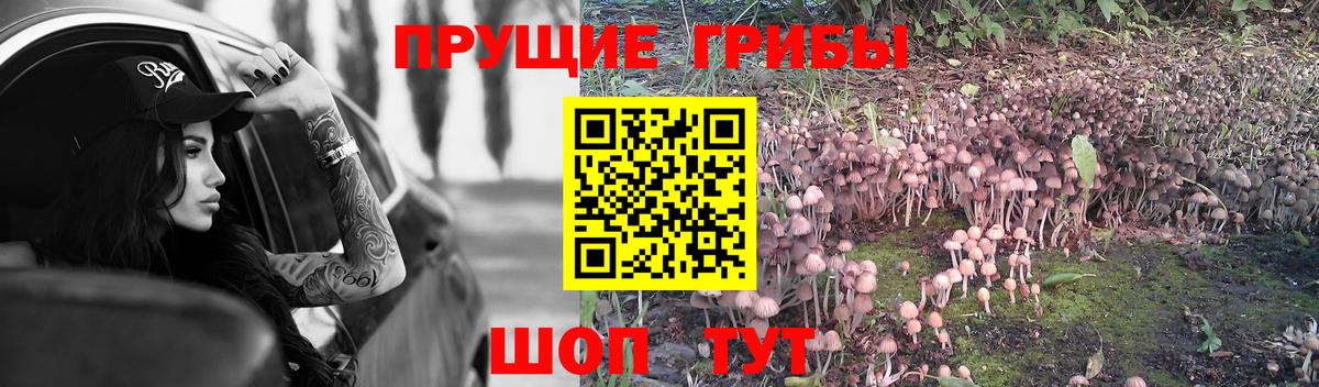 Сокол  Псилоцибиновые грибы MAGIC MUSHROOMS  Вход с VPN 